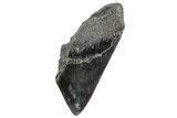 Partial Fossil Megalodon Tooth - South Carolina #272588-1